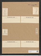 Cymbella cuspidata var. naviculiformis Auersw. (de-Toni-Nr.: Genus 33, Species 1383) Zeichnungen Sammlung Grunow Nr. 2619 (NHMW-BOT-W0369850)